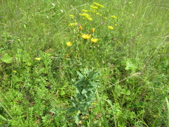 Hieracium virosum