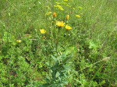 Hieracium virosum