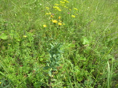 Hieracium virosum