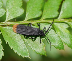 Diatrichalus funereus