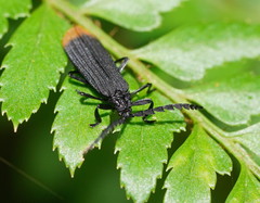 Diatrichalus funereus