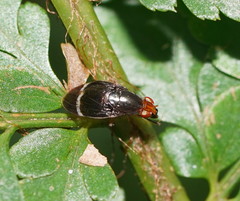 Depressa striatipennis