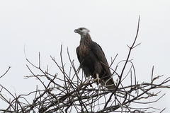 Haliaeetus vociferoides