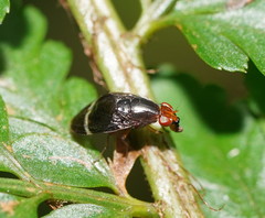 Depressa striatipennis