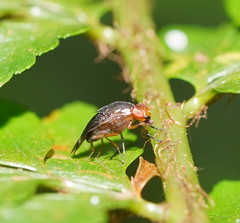 Depressa striatipennis