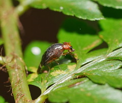 Depressa striatipennis