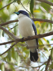 Cyanolanius madagascarinus