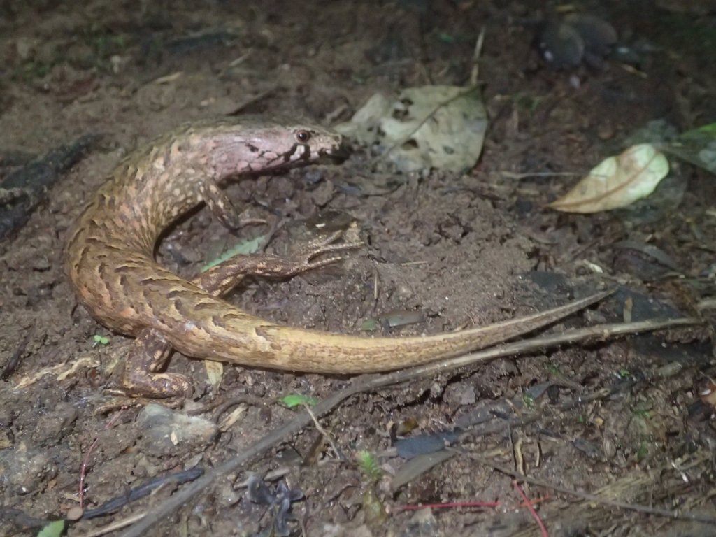 Chevron Skink