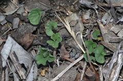 Dichondra occidentalis