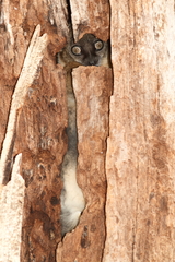 Lepilemur hubbardorum