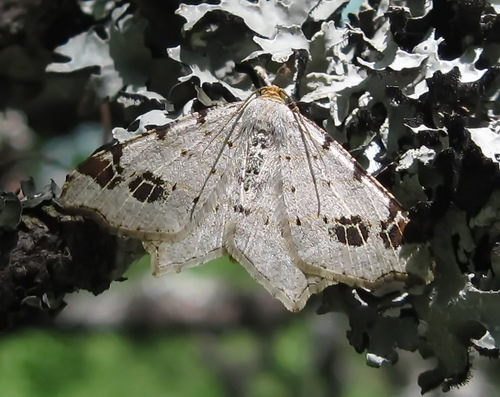 Peacock Moth