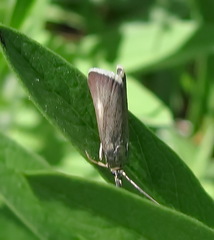 Hypochalcia decorella