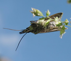 Hypochalcia decorella