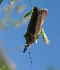 Hypochalcia decorella