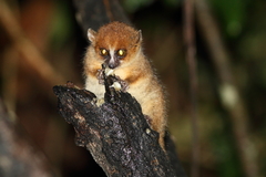 Microcebus rufus