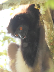 Propithecus edwardsi