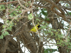 Ploceus velatus caurinus