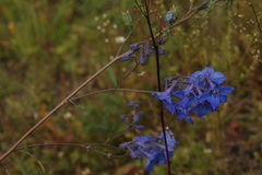 Delphinium laxiflorum