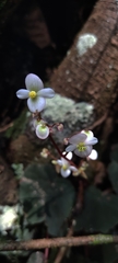 Begonia
