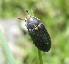 Dermestes maculatus