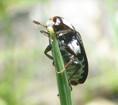 Dermestes maculatus