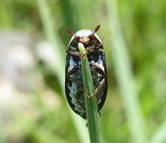 Dermestes maculatus