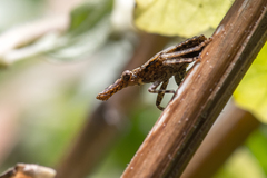 Eurinopsyche obscurata