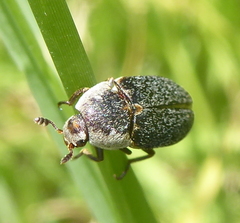 Dermestes maculatus