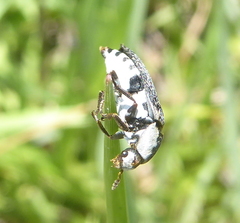 Dermestes maculatus
