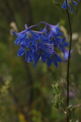 Delphinium laxiflorum
