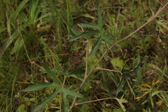 Delphinium laxiflorum