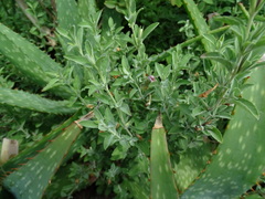 Dyschoriste linearis