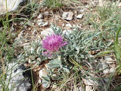 Jurinea humilis