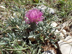Jurinea humilis