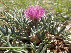 Jurinea humilis