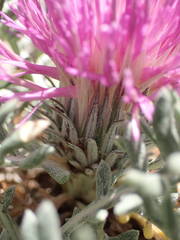 Jurinea humilis