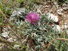 Jurinea humilis