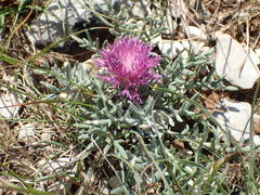 Jurinea humilis