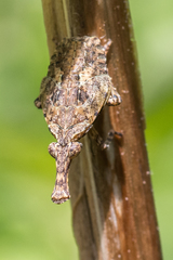 Eurinopsyche obscurata