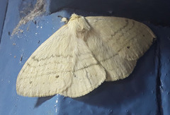 Eupterotinae