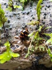 Episcaphula tamburinea