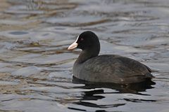 Fulica atra
