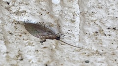 Hemerobius handschini