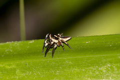 Euryattus wallacei