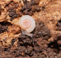 Meredithena dandenongensis