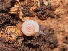 Meredithena dandenongensis