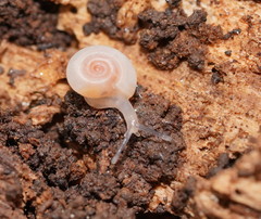 Meredithena dandenongensis