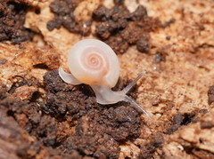 Meredithena dandenongensis