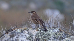 Cinclodes pabsti espinhacensis