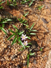 Xerophyta humilis